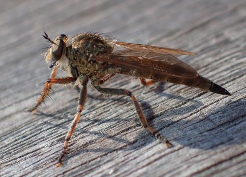 Tolmerus cingulatus